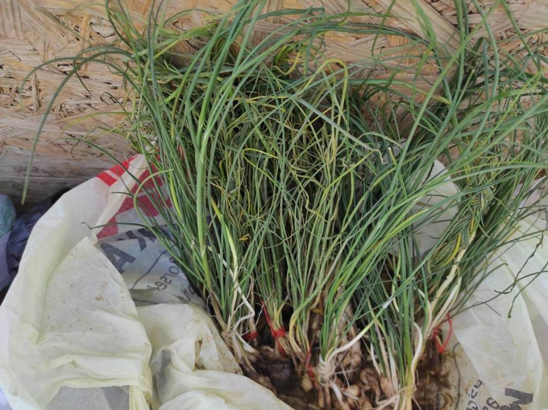 Sıfır sermaye ile dağdan toplayıp kilosu 5 bin TL'ye satıyor! Birçok rahatsızlığa iyi geliyor 12